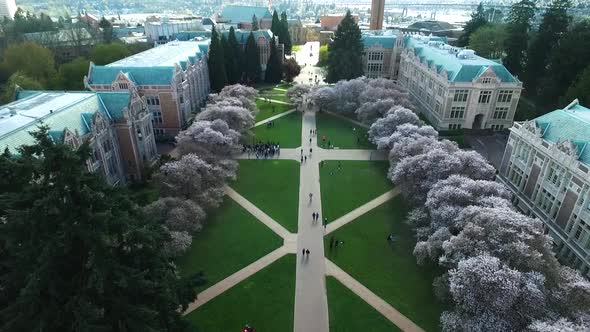 Slow rising aerial above the University of Washington cherry blossoms, circa 2016.
