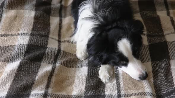 Funny Puppy Dog Border Collie Lying on Couch with Plaid Indoors