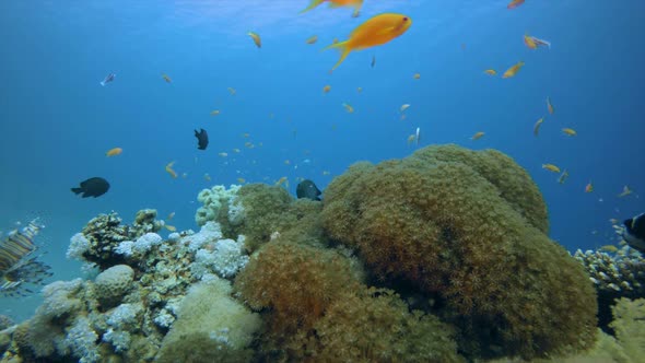 Blue Water Coral Reef Fish