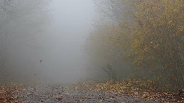 Park During Autumn Misty Day alt