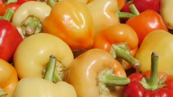 Pile of picked fresh peppers Capsicum annuum 4K footage