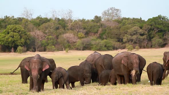 Asian Elephant in Minnerya national park, Sri Lanka