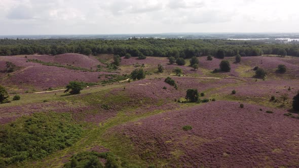 Purple blooming heathland at national park the Posbank in the Netherlands