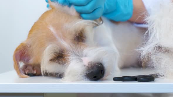 A girl strips a Jack Russell Terrier dog on a white table