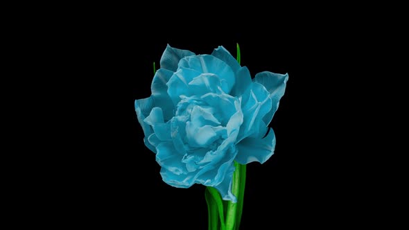 Beautiful Blue Tulip at the Moment of Opening, Time Lapse,  Video