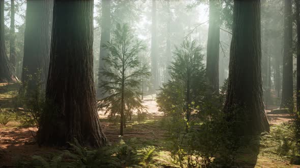 Sunrise in the Sequoias, General Grant Grove, Sequoia National Park