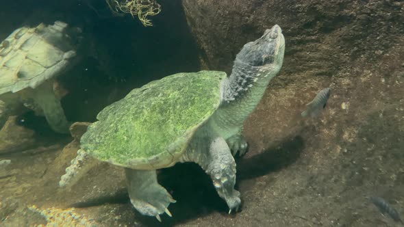 Turtle resting underwater in an aquarium