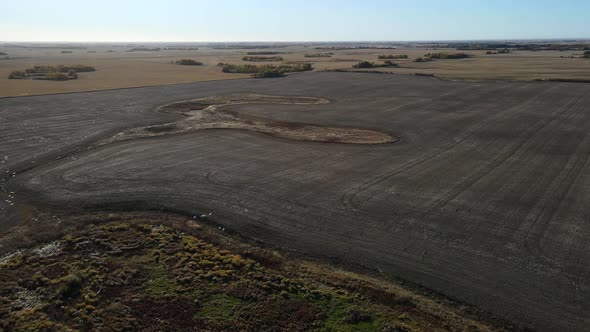 Aerial footage of snow geese flying low over cereal fields in the prairies of north America. Migrato