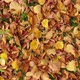 Autumn leaves on green grass. Yellow, orange linden leaves lying on the ground. - VideoHive Item for Sale