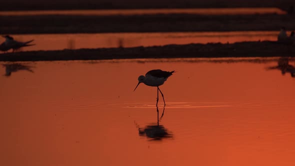 Lonely Bird Is Walking on the Shallow Water an Catching Fish on the Sunset on the Sea Beach. Close