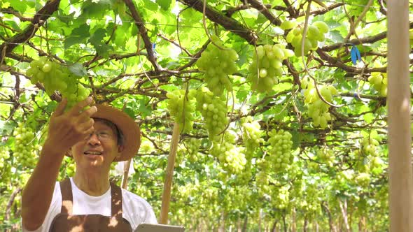 Farmer harvesting grapes in vineyard