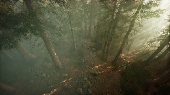 Drone Breaking Through the Fog To Show Redwood and Pine Tree alt