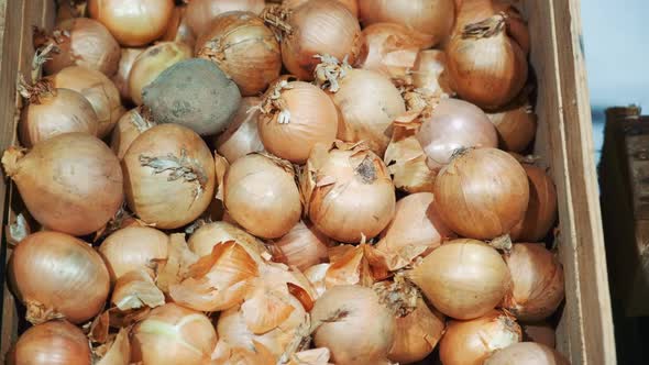 Close-up of Counter with Onions