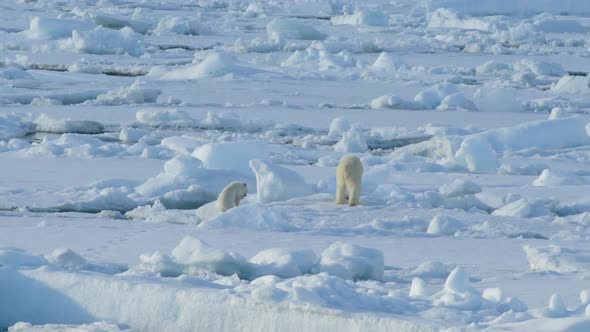 Polar Bear with Cub