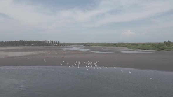 Flock of seagulls appraching above low tide sands