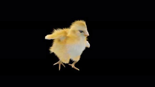 Baby Chicks Dancing 4K