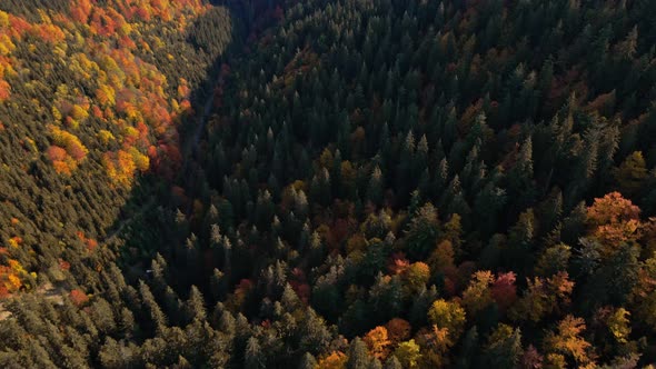 Beautiful Autumn Carpathian Forest on Mountain Slopes Aerial Top View