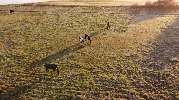 Beautiful thoroughbred horses graze pinching grass in a picturesque frosty morning at Flat Rock, Mic