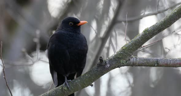 Male of Common blackbird in nature