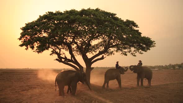 Elephants Walking under tree against sunrise in the morning.