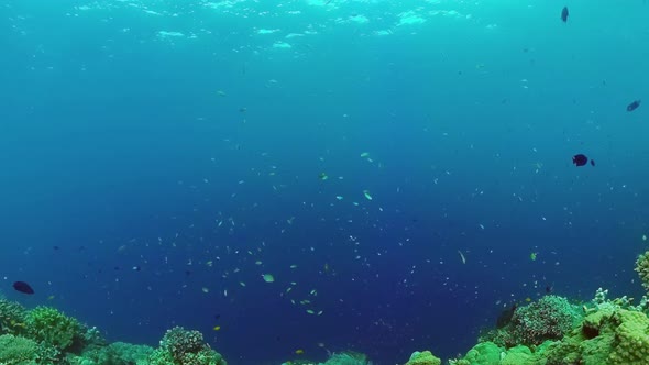 Coral Reef and Tropical Fish Underwater