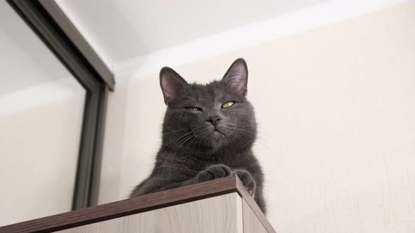 Beautiful Gray Cat Sits on the Closet Bottom View