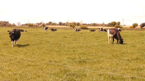 Herds of cattle grazing in the field
