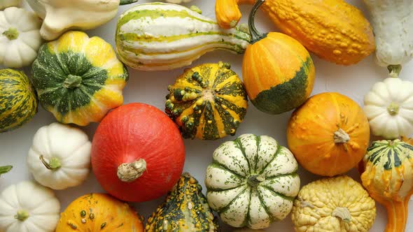 Colorful Various Kinds Mini Pumpkins on White Background, Top View, Flat Lay. Fall Background