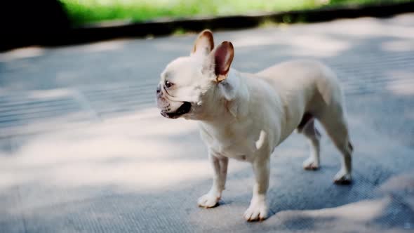 Cute French Bulldog Standing and Breathing Heavily in a Park