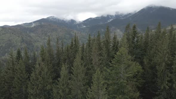 Ukraine, Carpathian Mountains: Beautiful Mountain Forest Landscape, Aerial, Flat, Gray