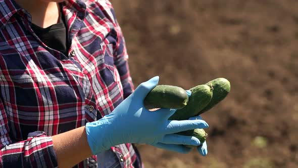 Farmer Is Holding a Cucumbers on the Background of Working Tractor in the Field