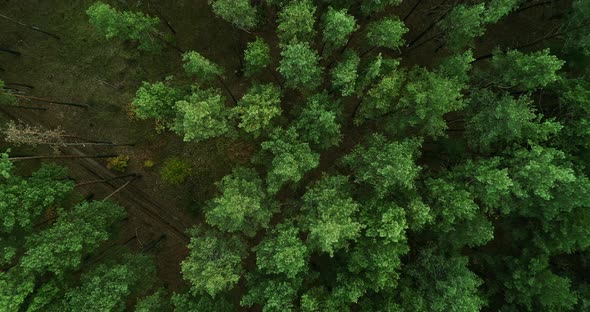Drone Landscape View Green Forest Goal Perspective