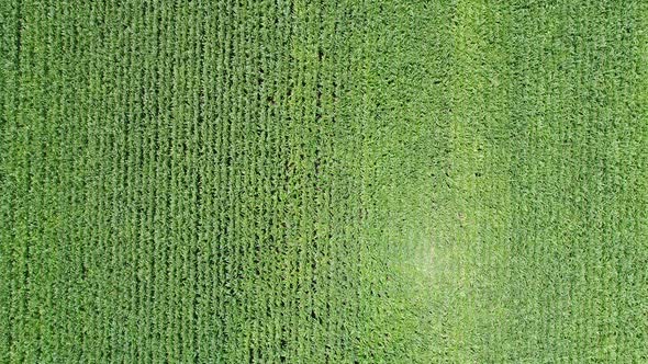 4k Aerial Drone flight over corn plant field.