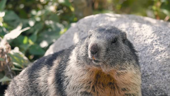 Alpine marmot face looking around, on a sunny day  - Marmota marmota