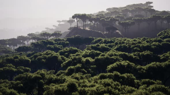 Distant Scattered Acacia Trees Covering Hills in African Landscape in Namibia