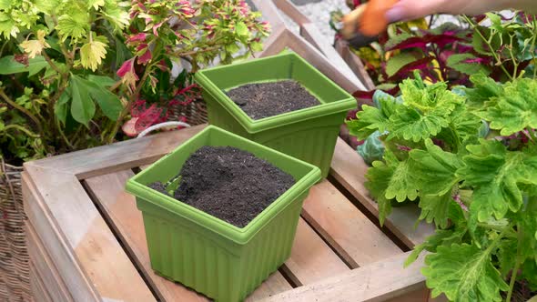 Female Hand Planting Grown Seed in the Ground in Pot with Iron Shovel