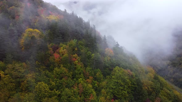 Mixed Autumn Forest On The Foggy Mountain Slope