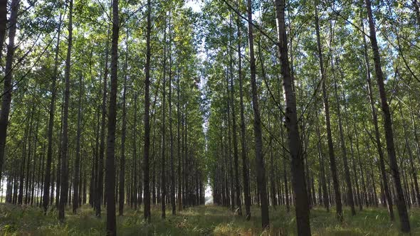 Sunny  Day and Forest