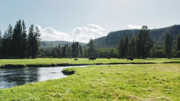 A Herd of Huge Bison Grazes in a Forest Meadow