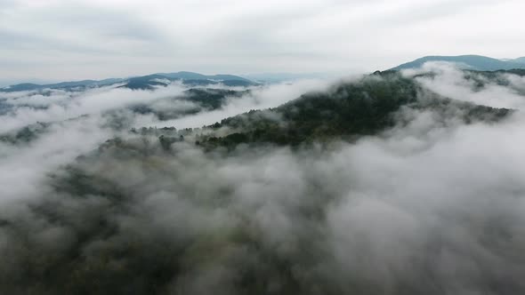 Mountain Forest With Fog