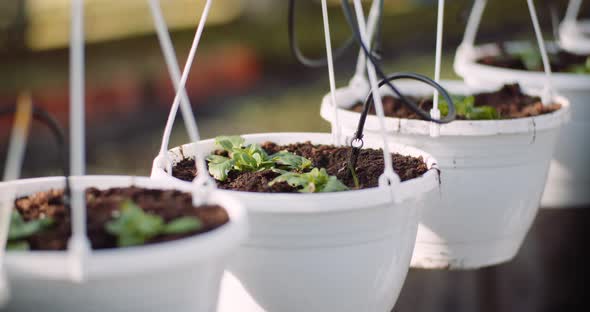 Agriculture - Flower Seedlings in Greenhouse