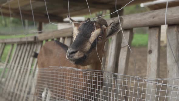 Cute small goat looking through the fence with his sad eyes in zoo in slow motion. Little dwarf goat