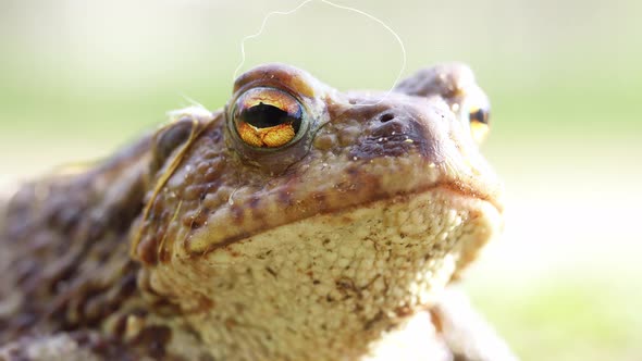 Face of a Big Toad Outdoors Macro