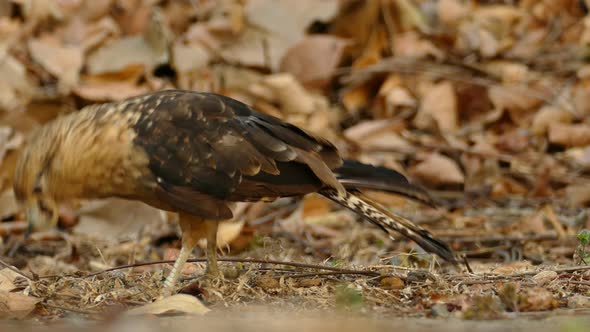 Poor Caracara bird struggling to survive with twisted and overgrown beak