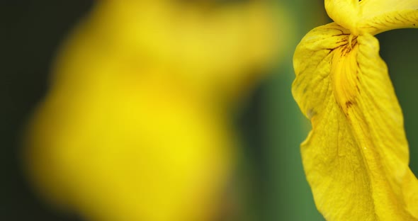 Yellow Iris, iris pseudacorus, Closeup of yellow flower petals.