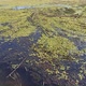 River Pollution Algae Bloom Poor Ecology - VideoHive Item for Sale