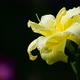 Yellow Daylily Flower in a Flowerbed - VideoHive Item for Sale