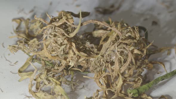 Close Up Dried Cannabis Flower To Extract Cbd.