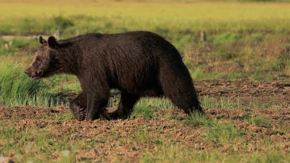 Brown Bear Ursus Arctos in Wild Nature Is a Bear That Is Found Across Much of Northern Eurasia