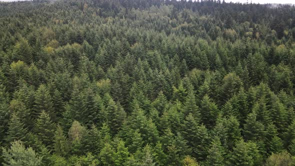 Trees in the Mountains Slow Motion. Aerial View of the Carpathian Mountains in Autumn. Ukraine